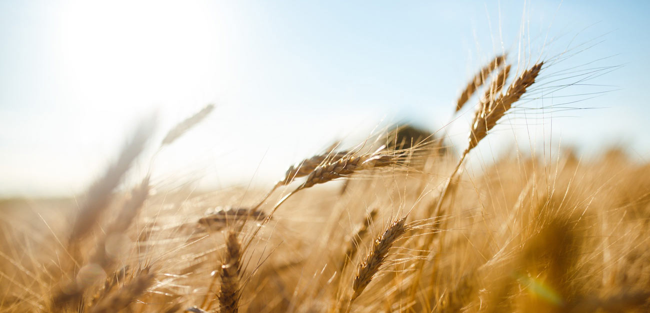 Company Header KWS Group